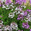 Cleome x 'Senorita Rosalita' (3)